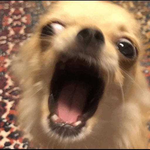 chihuahua meme, boca chihuahua, perro gritando, muñeca maloliente, sonrisa de perro