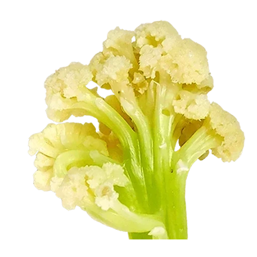 cauliflower, цветной капусты, орхидея, капусты, цветная капуста брокколи