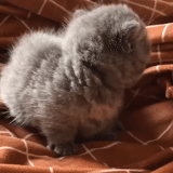 scottishford, kitty gray, scottish kitten, kitten scottish mini, scottish drooping-eared cat
