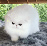 wat gato, esponjoso, gato mullido, gatito persa blanco, animales esponjosos exóticos