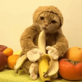 gato, gato de plátano, el gato es plátano, gato de plátano, el gato come un plátano