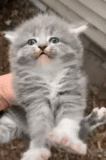 cat, cat, hanging-eared cat, scottish kitten, a charming kitten