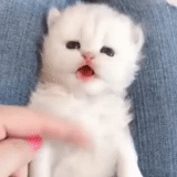 cat, animals, kitty white, a charming kitten, kitten xiaobai