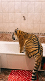 tigre, la tigre è grande, tigre fatta in casa, sumatra tiger