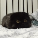 guillermo cat, black cat, black cat, black kitten, black furry kitten