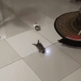 cat, rats steal things, animals are cute, a ridiculous animal, funny animals
