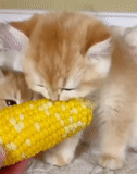 el gato es maíz, los animales son lindos, gato de maíz, gatito de maíz, maíz dulce