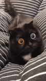 cat, seal, cat, seals are ridiculous, crazy black cat meme