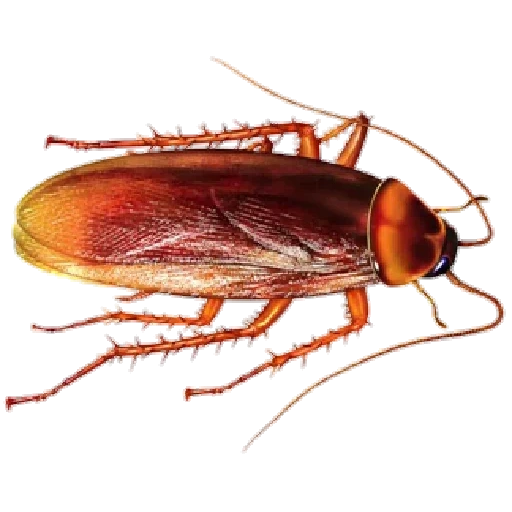 cockroach, red cockroach, cockroach black, prusack cockroach, headless cockroach