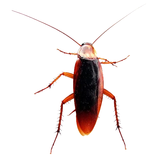 cockroach, black cockroach, cocrouch cockroach, cockroach structure, cockroach prusack structure