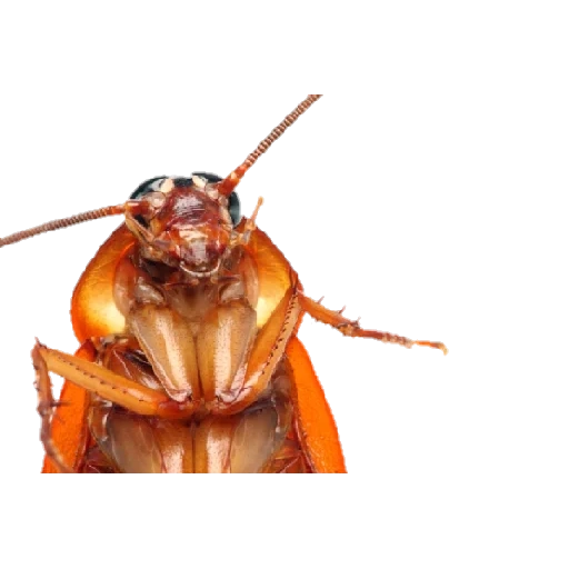 cockroach, red cockroach, prusack cockroach, big cockroach, cucracha cockroach
