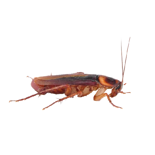 cockroach, cockroaches on the side, prusack cockroach, pleurotus cockroach, white cockroach background