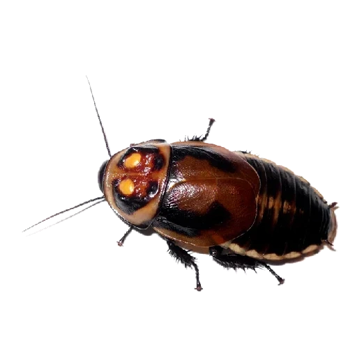 emoji, cockroach, domestic cockroach, cockroach car lucihormetica verrucosa