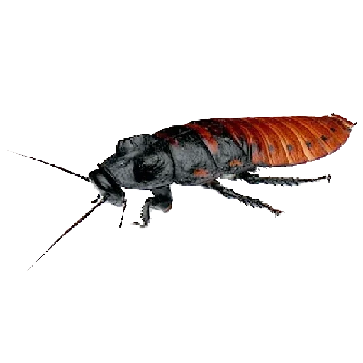 cockroach, big cockroach, big cockroach, madagascar cockroach, transparent madagascar cockroach