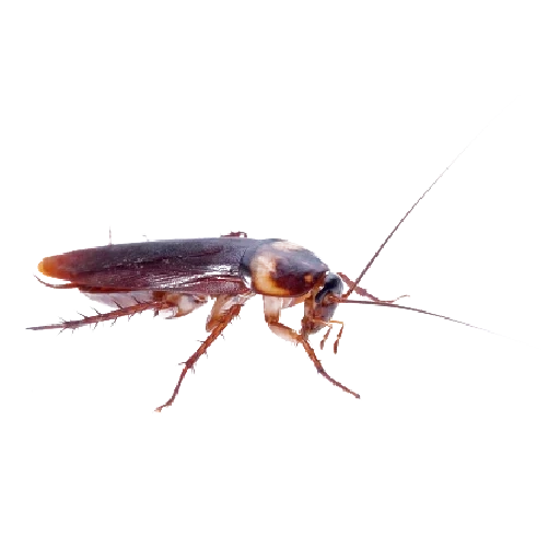 cockroach, prusack cockroach, domestic cockroach, white cockroach background, cockroach transparent background