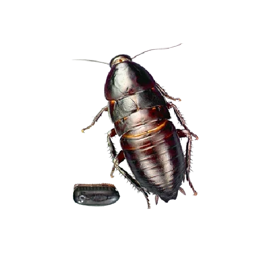 cockroach, cockroach black, domestic cockroach, beetle cockroach black, american cockroach