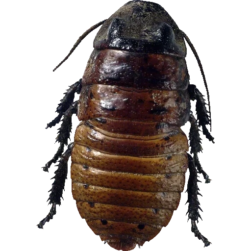 cockroach, cucracha, beetle cockroach, cockroach black, madagascar cockroach