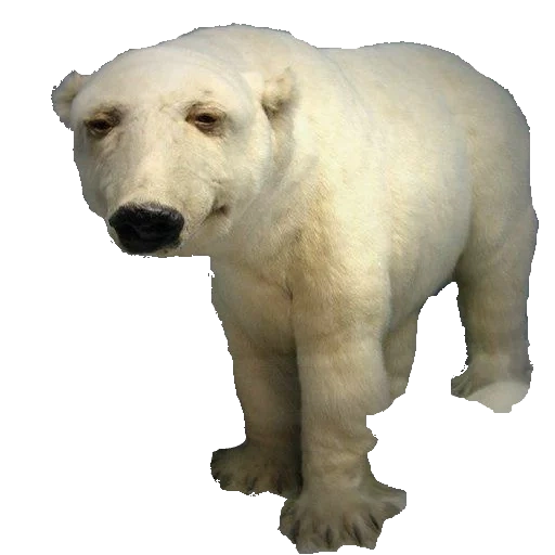 медведь белый, белый медведь игрушка, фигурка белый медведь, белый медведь анимация, белый медведь 3д модель
