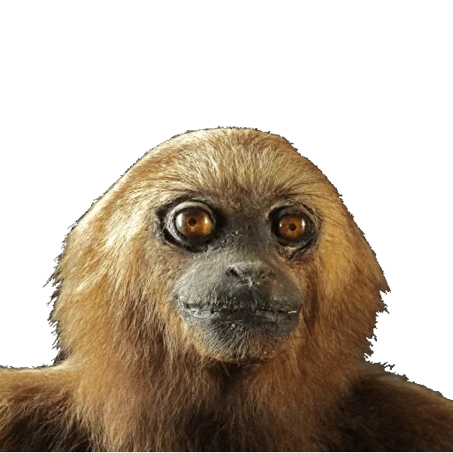 gibon930, обезьяна, милые животные, latar belakang, обезьяна ревун