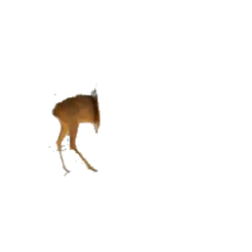 deer, олень, олень кабарга, олень животное, анимированный олень