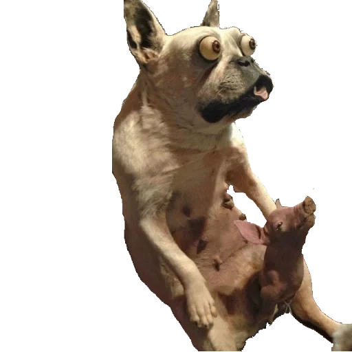 чихуахуа собака, упоротая собака, упоротые животные, таксидермия собака, таксидермист фильм 2002