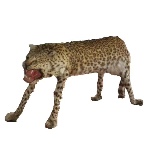 taxidermy, смешной леопард, упоротый леопард, картинки taxiderm, чучело леопарда мем