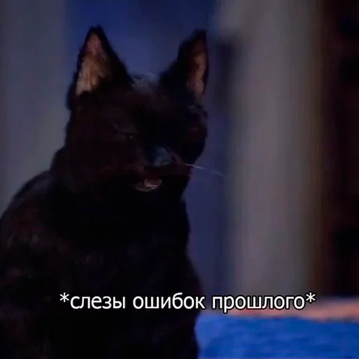 gato salem, lágrimas de salem, lágrimas de salem, lágrimas de gato salem, salem sabrina pequeñas lágrimas de bruja