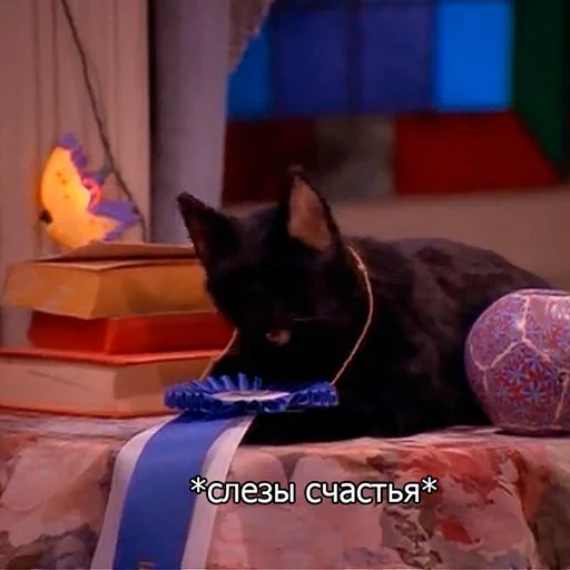 cat, cat salem, sabrina little witch cerem, salem sabrina little witch, sabrina little witch memes kot