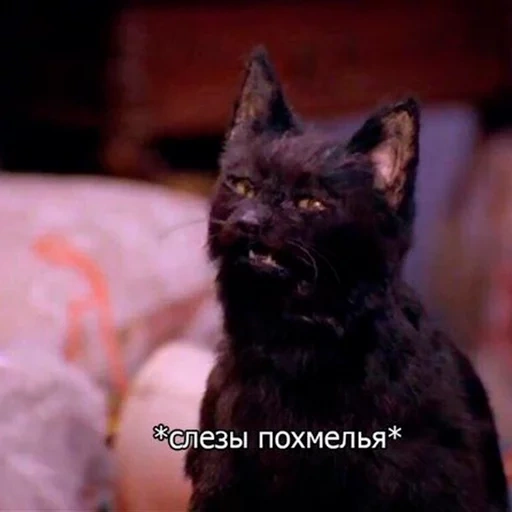 cat, cat sale, cat salem, salem sabrina little witch, sabrina little witch cat salem