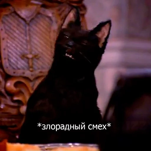 кот, салем, кот салем, salem cat, селим кот сабрины