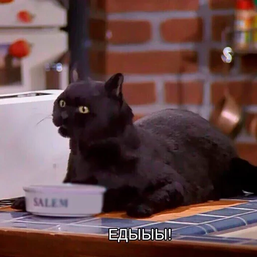 gato, cat salem, o gato do salem mima, bruxa de salim sabrina, salem sabrina little witch