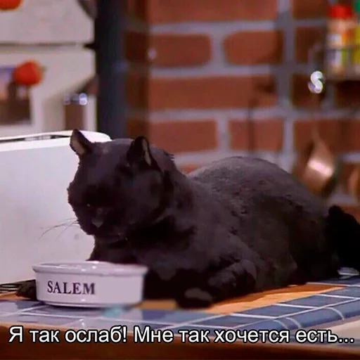 kucing, kucing salem, sabrina adalah penyihir kecil, salem sabrina little witch, sabrina little witch cat salem