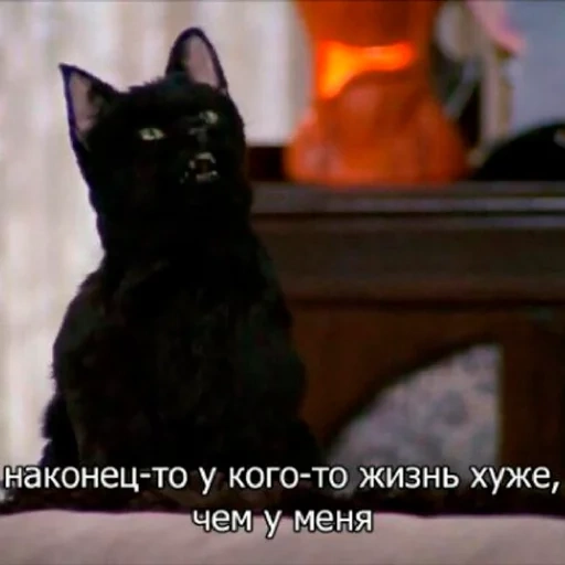 cats, cat salem, salem cat, sabrina petite sorcière salem, sabrina little witch cat salem