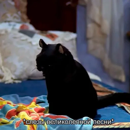 die katze, die katze salem, salem cat, the black cat, salim sabrina kleine hexe