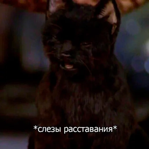 cat, кот, кот салем, кот сейлем, сабрина маленькая ведьма салем мем