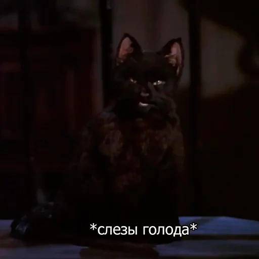 cat, кот, кот салем, сейлем слезы бедности, сабрина маленькая ведьма салем цитаты