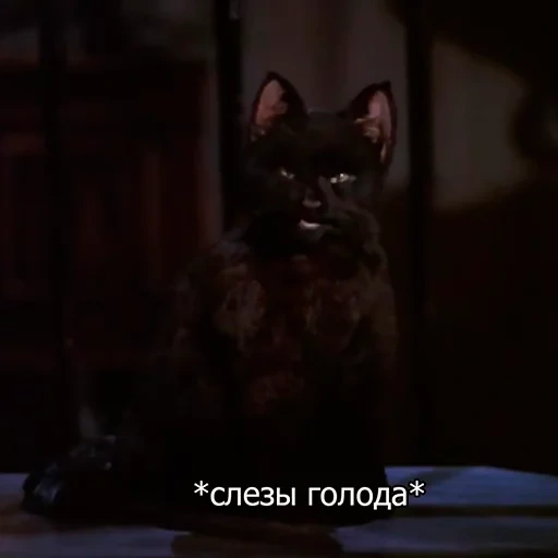 cat, gatto, salem il gatto, lacrime di povertà a salem, citazione di sabrina little witch salem