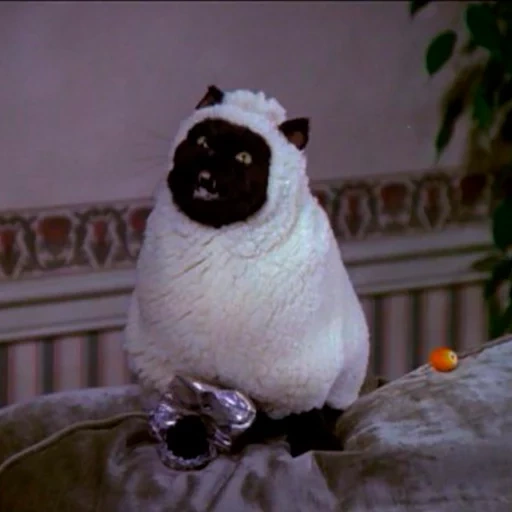 gato salem, los animales son lindos, fred sabergen, sabrina little witch salem, sabrina little witch cat salem