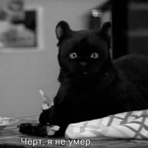 cat, кот салем, кот салем злой, зачарованные черный кот, сабрина маленькая ведьма салем утешь меня