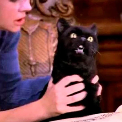 cat salem, seil cat, salem cat sabrina, sabrina cat of a little witch, sabrina little witch salem