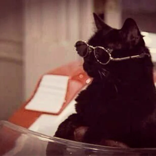 кот, коты, black cat, salem cat