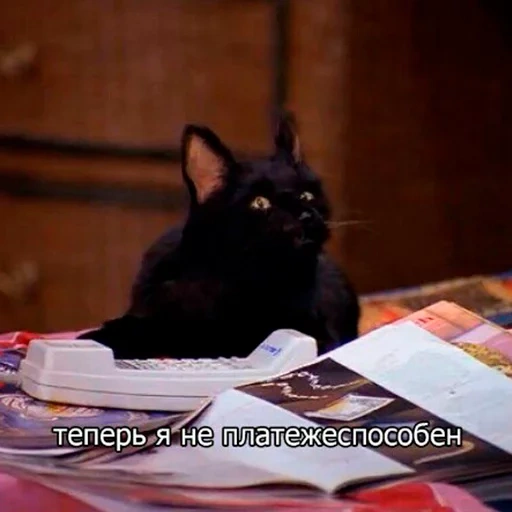 gatto, i gatti, salem il gatto, cat salem, sabrina little witch memes cat