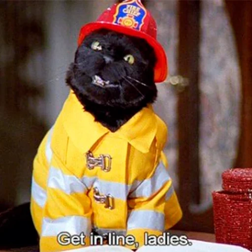 cat, cat sale, cat salem, salem fire cat, sabrina little witch salem man