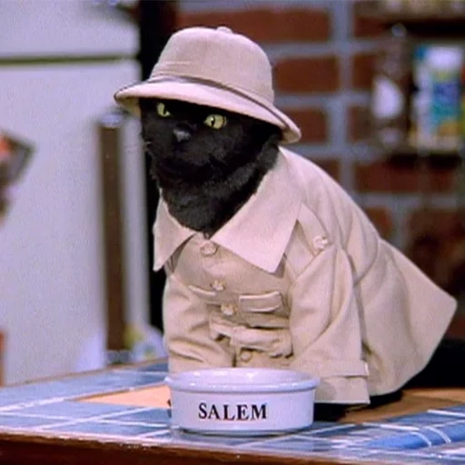 salem, rebaja, gato salem, gato salem, venta saiberhegen