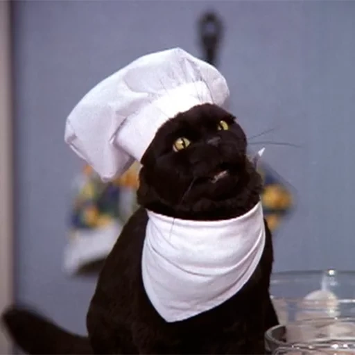 повар, кот салем, salem cat, фред саберхаген, милые котики смешные
