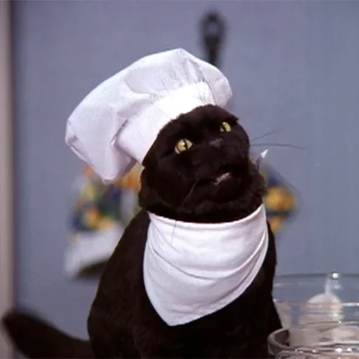 cocinero, gato salem, gato salem, fred sabergen, los lindos gatos son divertidos