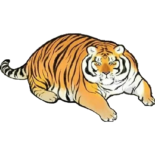 tigre tigre, gras tigre, dessin de tigre, illustration de tigre, dessins fat tiger