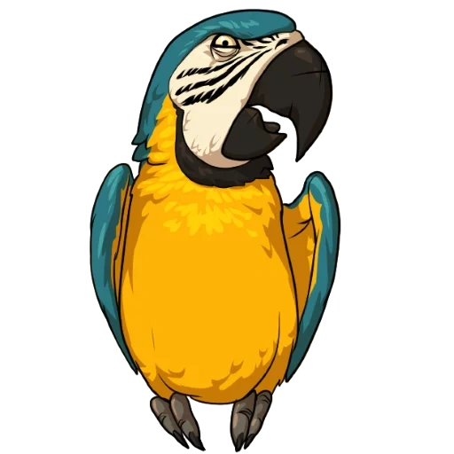 macaw, macaw, macaw white background