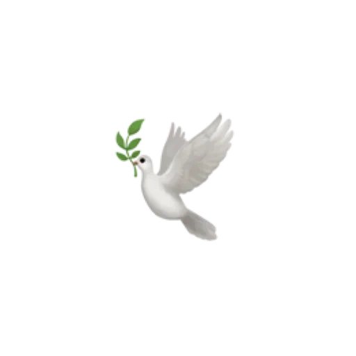 dove, bird, pigeon, dove bird, white dove with a twig