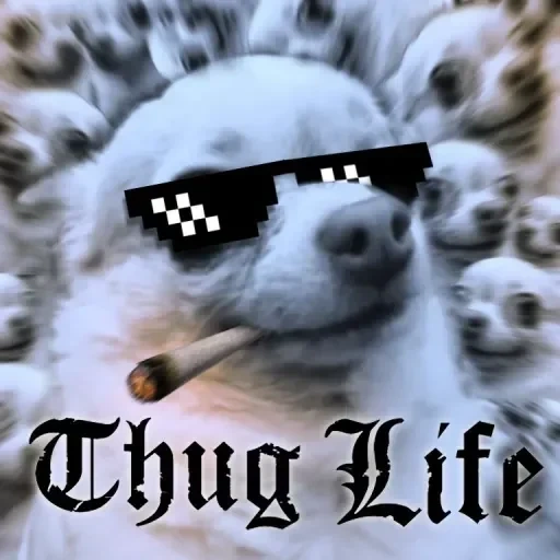 dog, cane, divertente, le persone, thug life dog